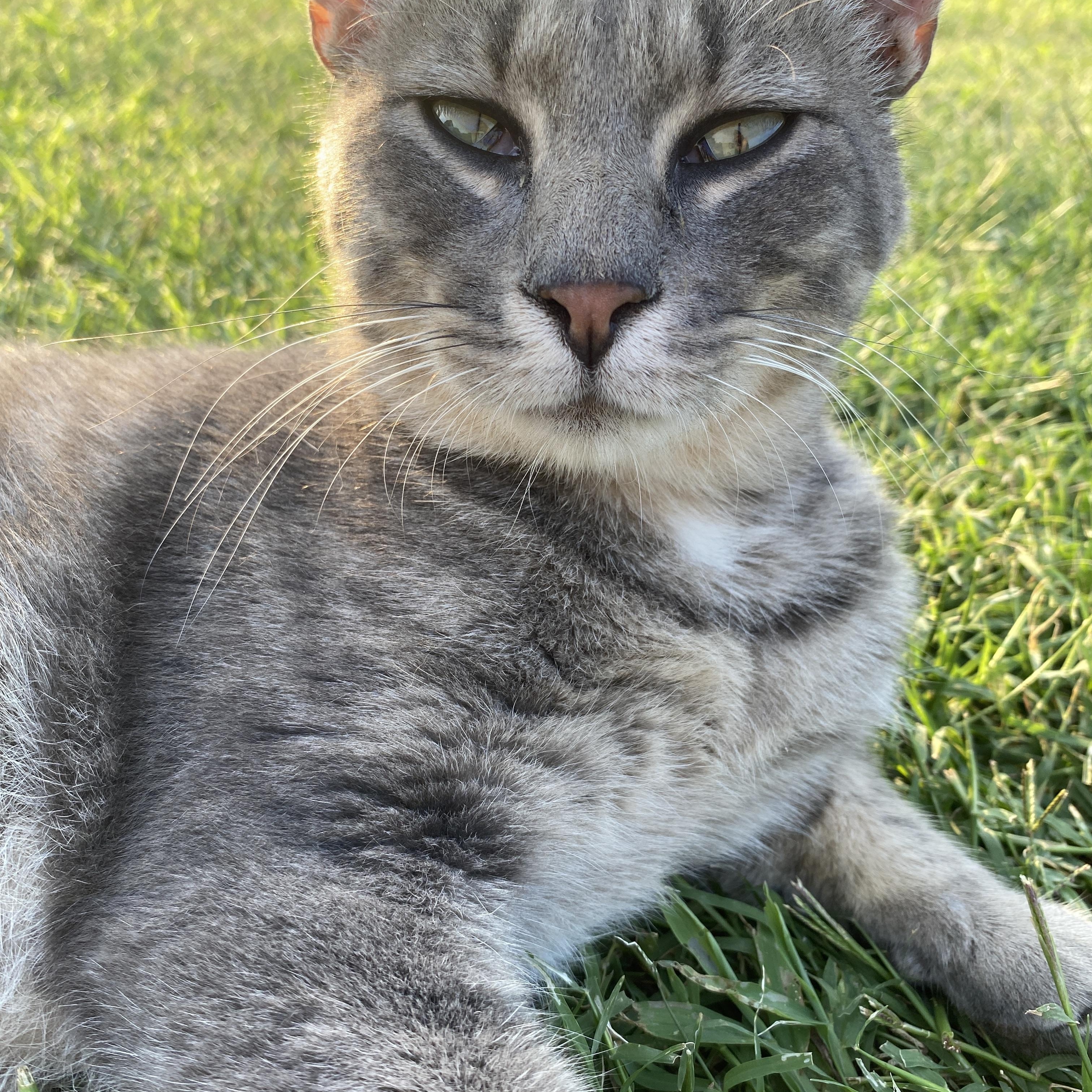 Enlarge Bramble, a Adopted Domestic Short Hair in Albemarle, NC image 3/5