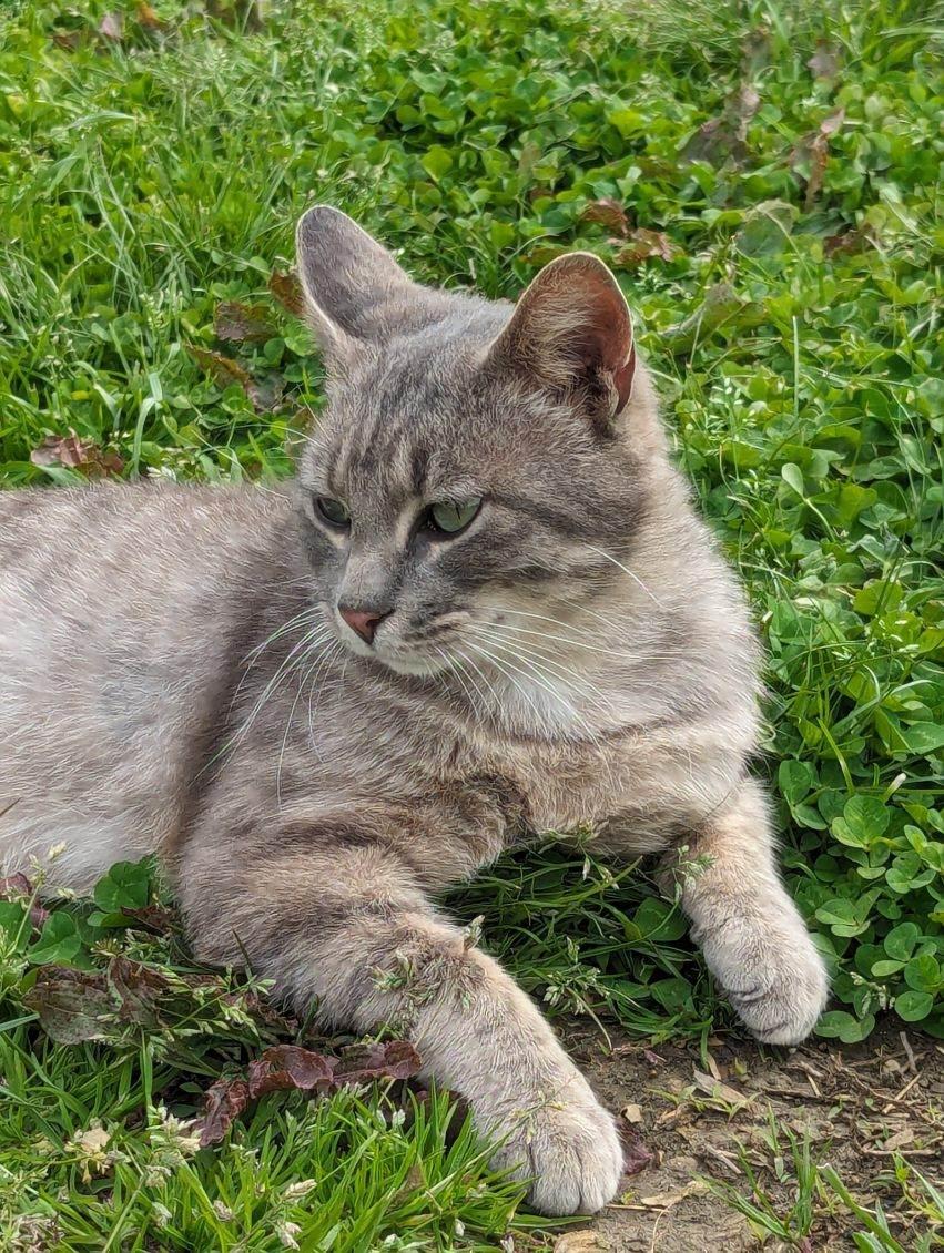 Enlarge Bramble, a Adopted Domestic Short Hair in Albemarle, NC image 1/5