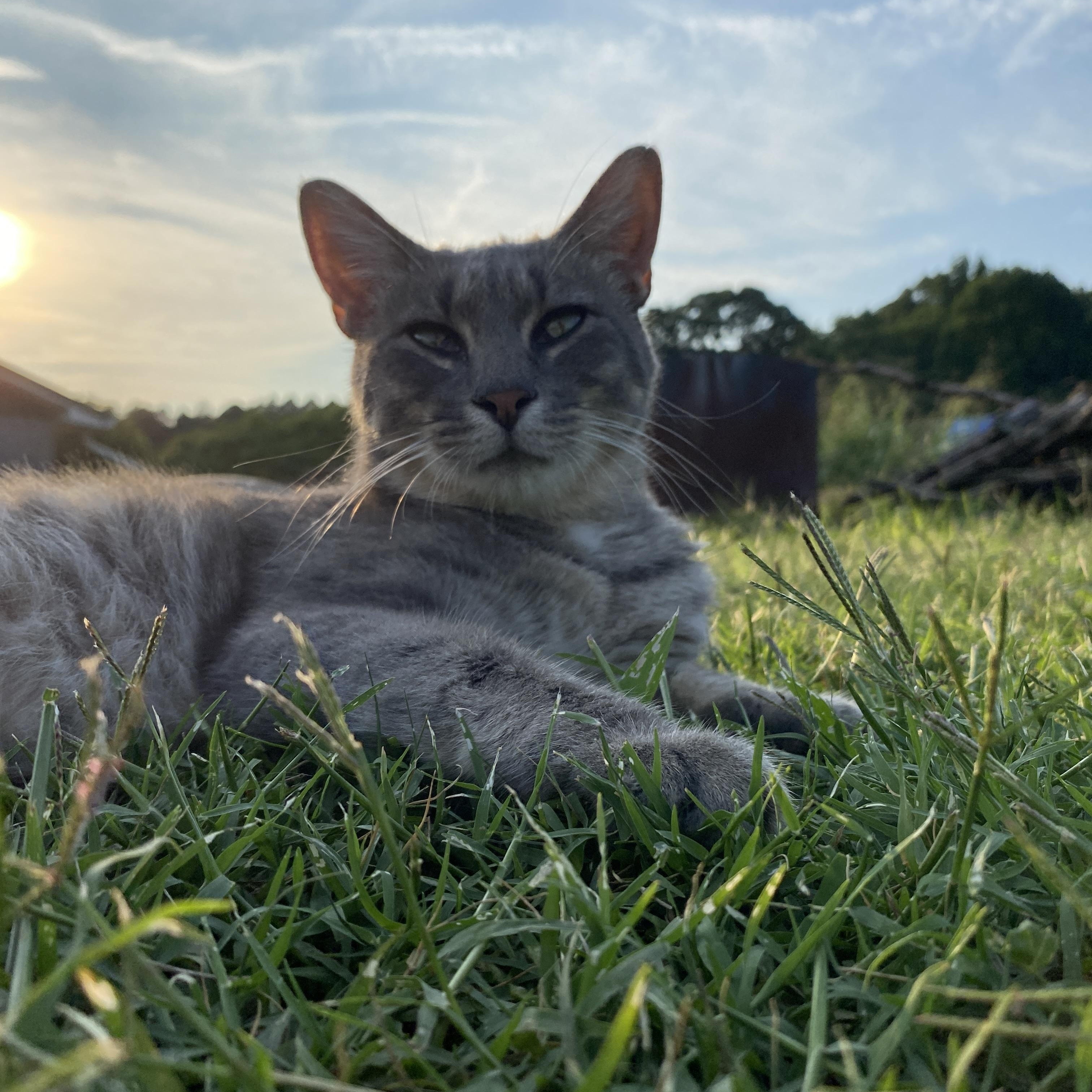 Enlarge Bramble, a Adopted Domestic Short Hair in Albemarle, NC image 4/5