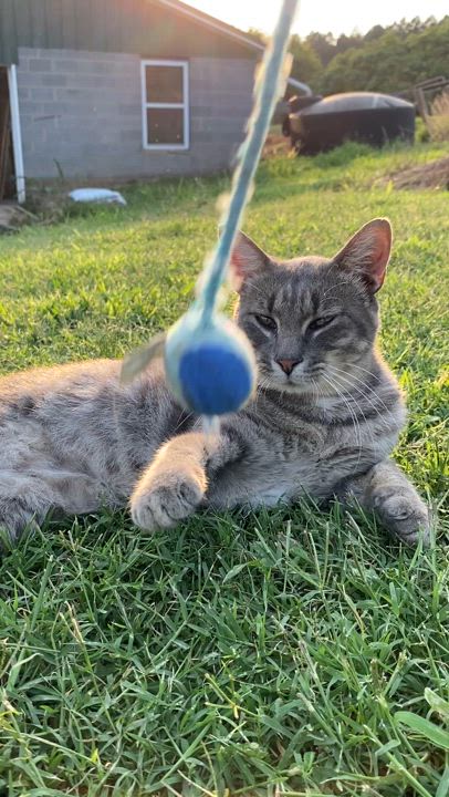 Enlarge Bramble, a Adopted Domestic Short Hair in Albemarle, NC video 2/5