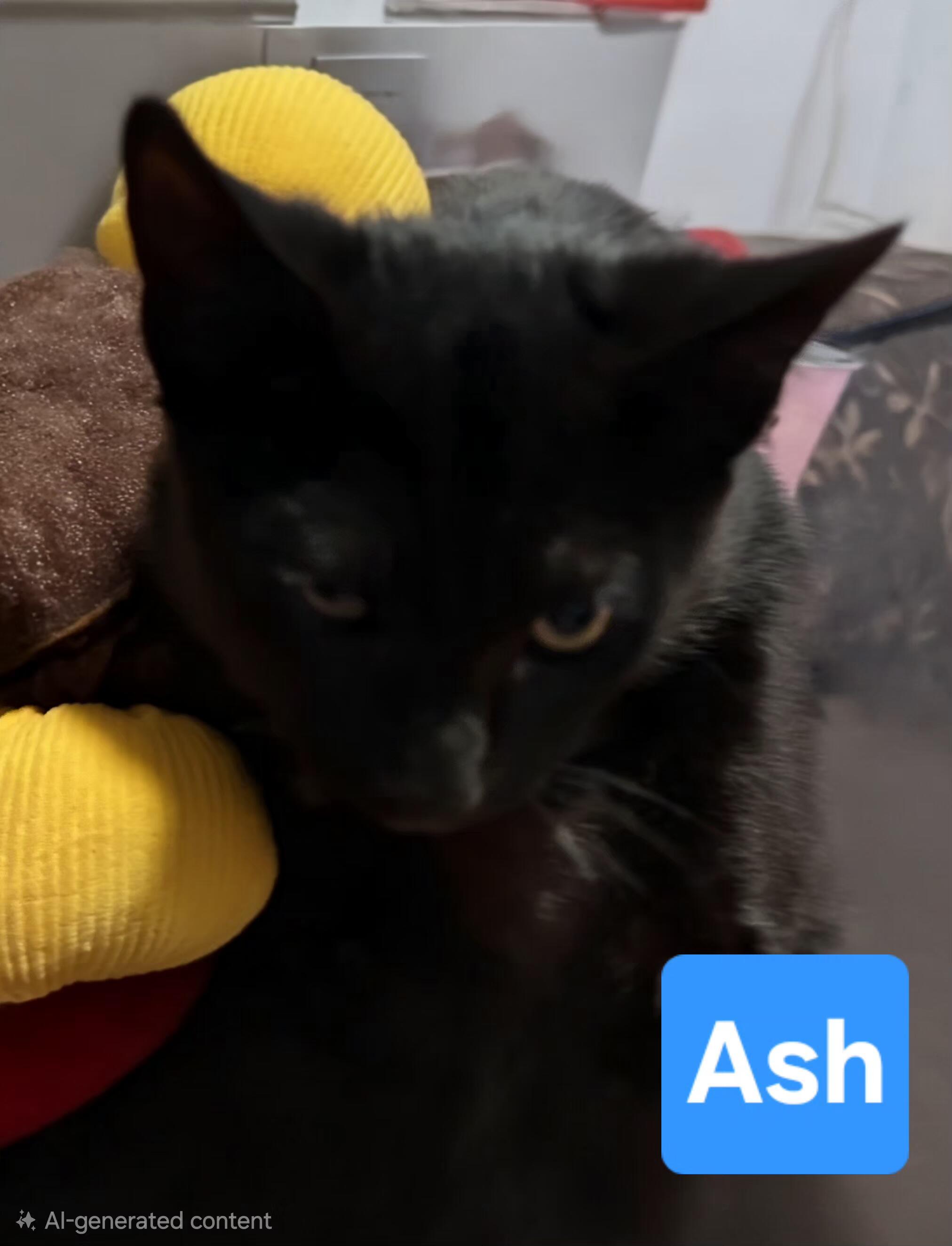 Enlarge Ash, a Adoptable Domestic Short Hair in Fullerton, CA image 1/1