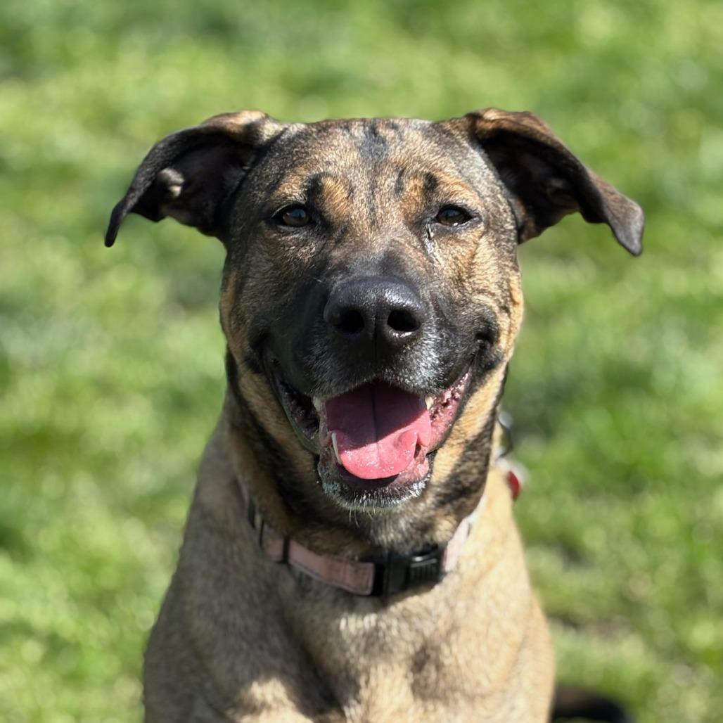 Sasha, a Adoptable Mixed Breed in Medford, OR image 1/3