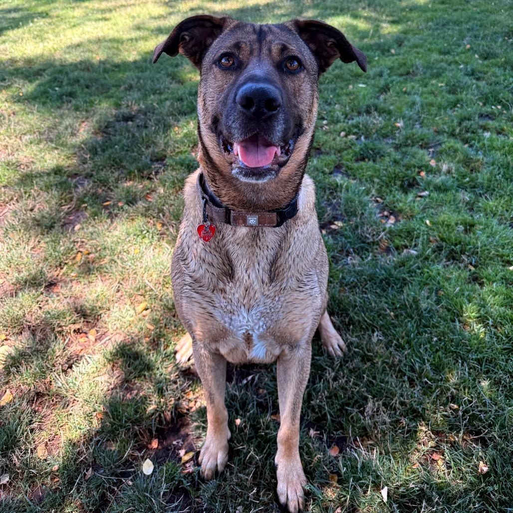 Enlarge Sasha, a Adoptable Mixed Breed in Medford, OR image 2/4