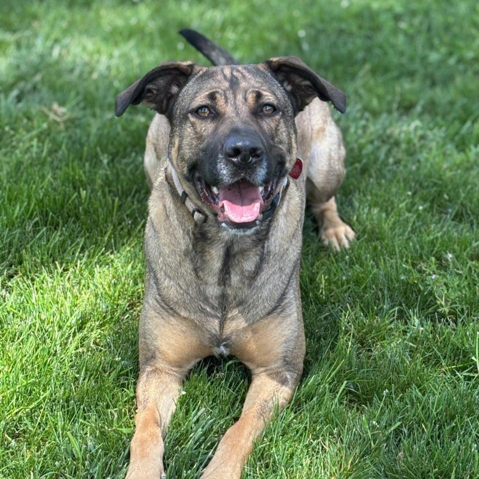 Sasha, a Adoptable Mixed Breed in Medford, OR image 2/3