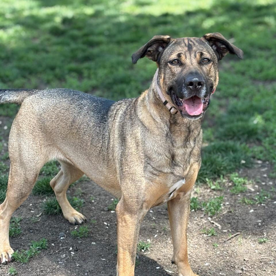 Sasha, a Adoptable Mixed Breed in Medford, OR image 3/3