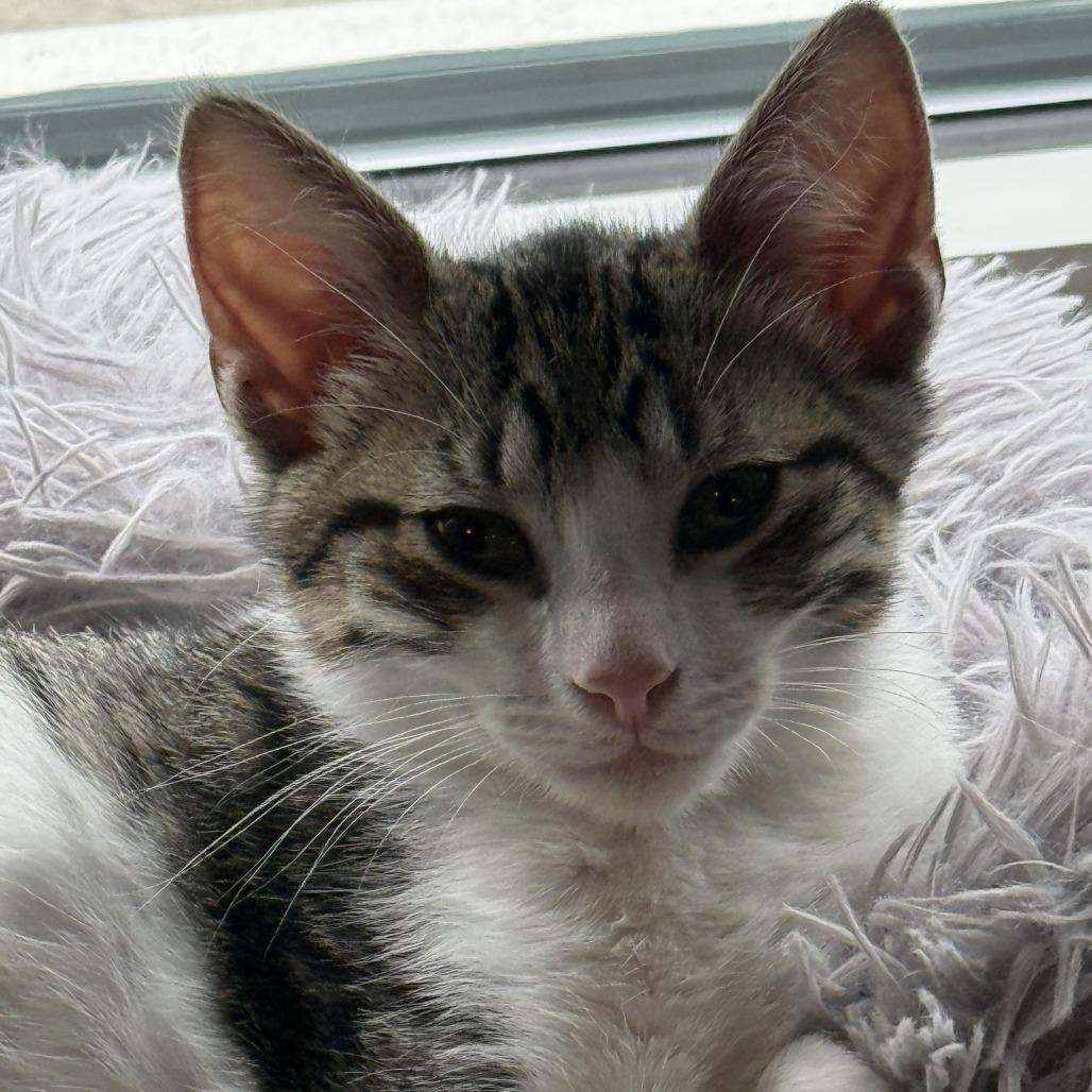 Pixie C007557, Adoptable, Kitten Female Domestic Short Hair.