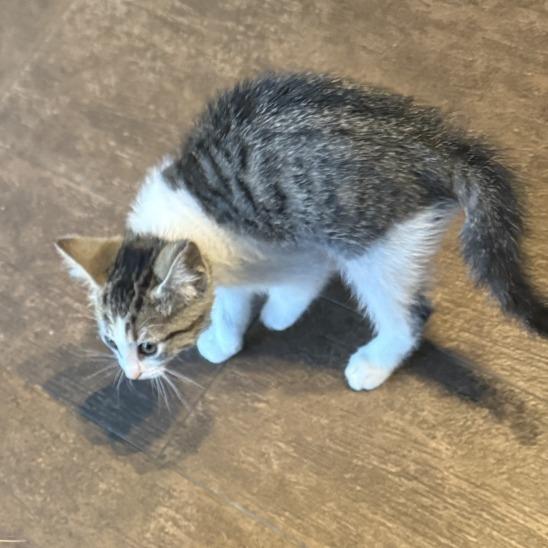 Enlarge Pixie C007557, a Adoptable Domestic Short Hair in Prosper, TX image 2/6