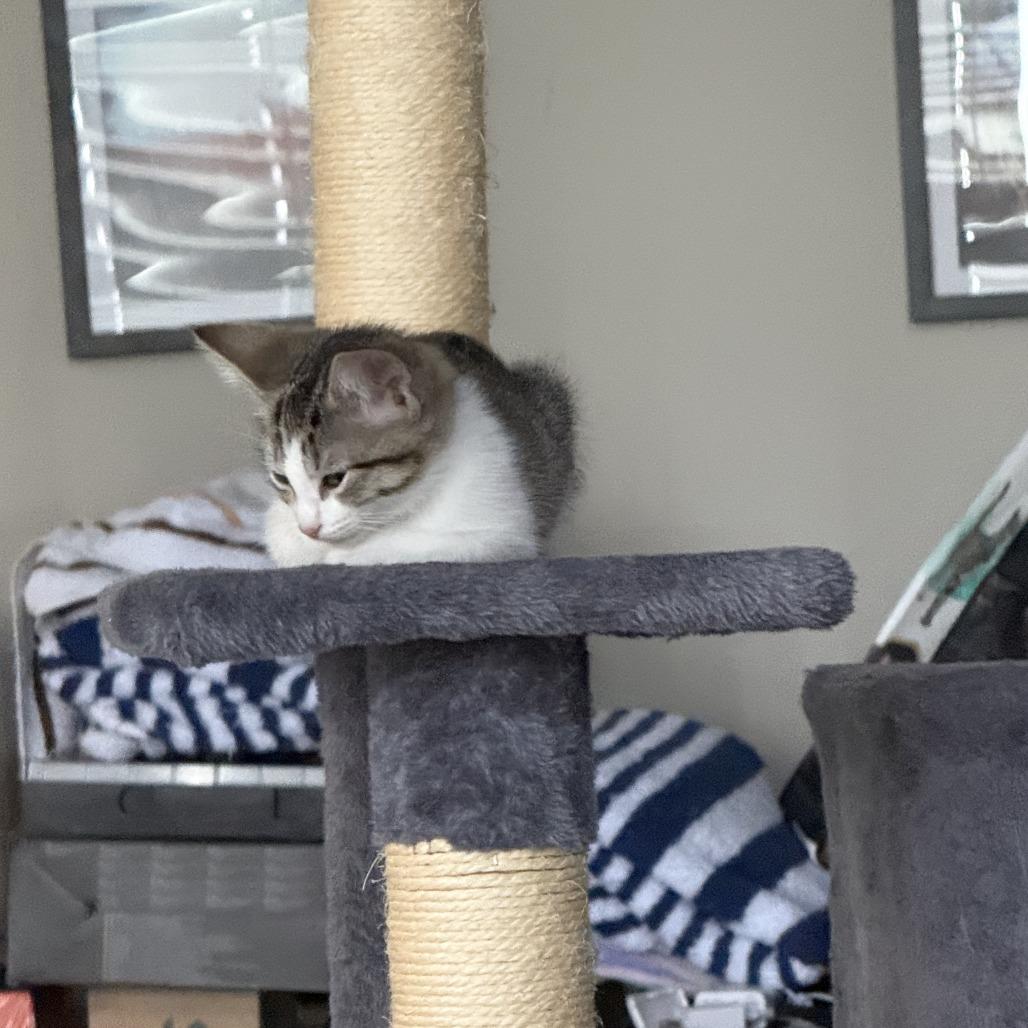 Enlarge Pixie C007557, a Adoptable Domestic Short Hair in Prosper, TX image 3/6