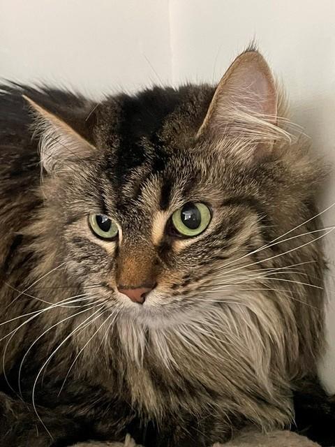 Garland, Adoptable, Adult Female Domestic Medium Hair.