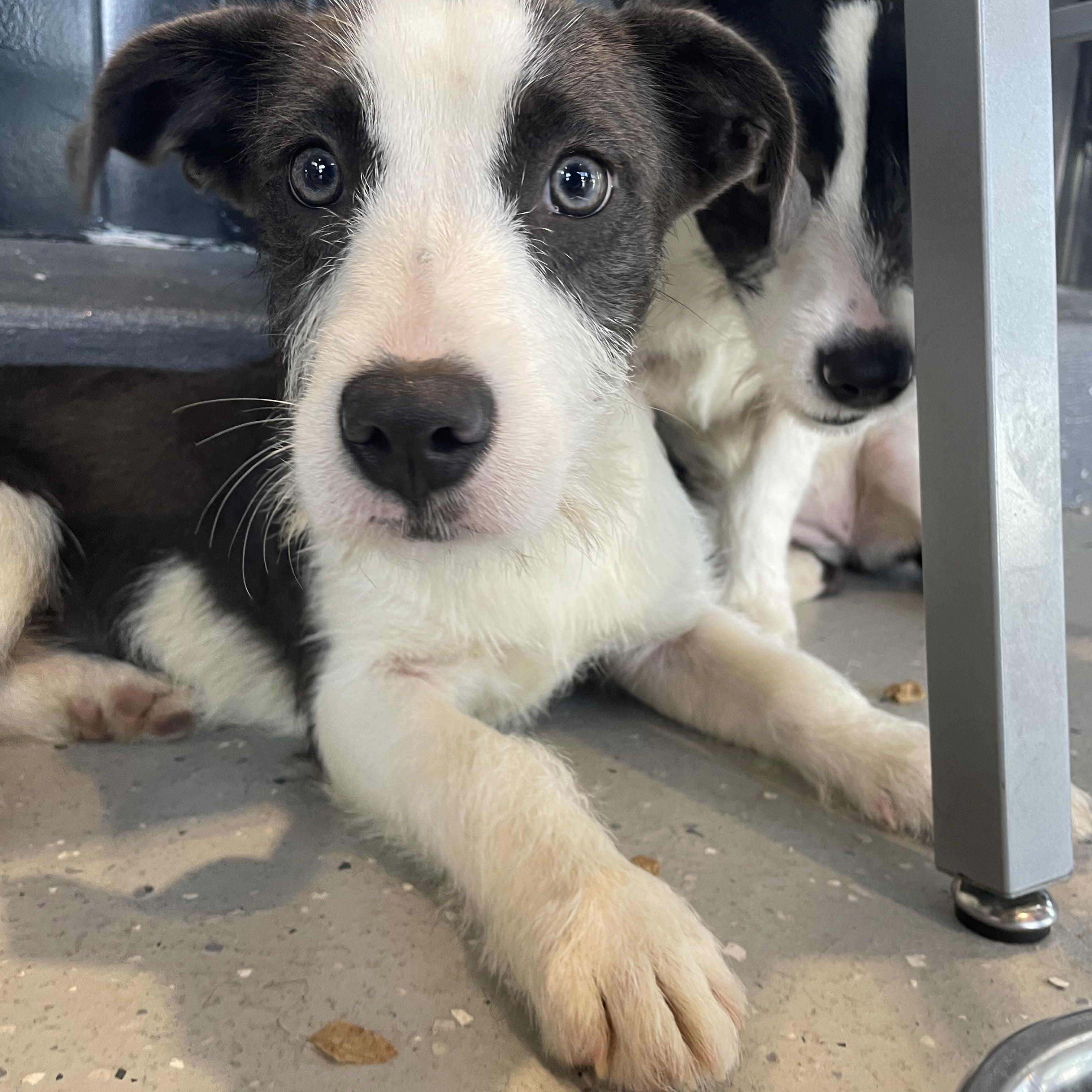 Furret, Adopted, Young Female Wirehaired Terrier.