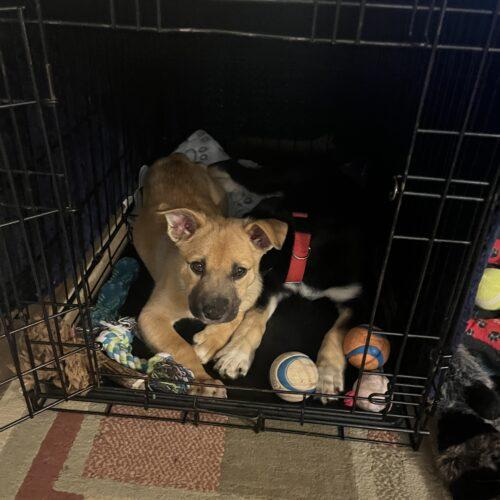 Blue, Adoptable, Young Male German Shepherd Dog & Husky.