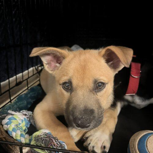 Blue, a Adoptable mixed breed in Vienna, ON image 2/6