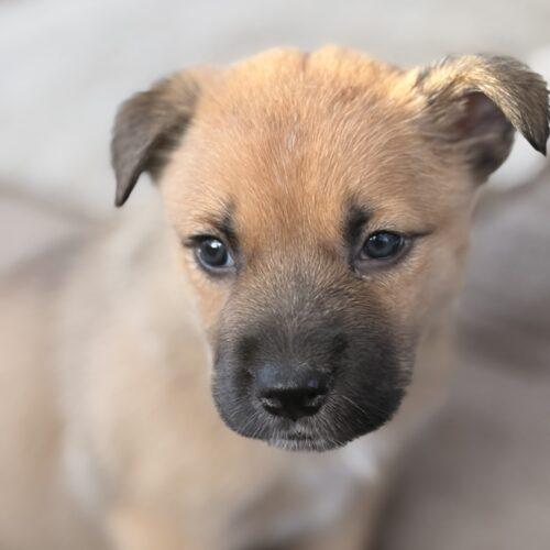 Blue, Adoptable, Puppy Male German Shepherd Dog & Husky.