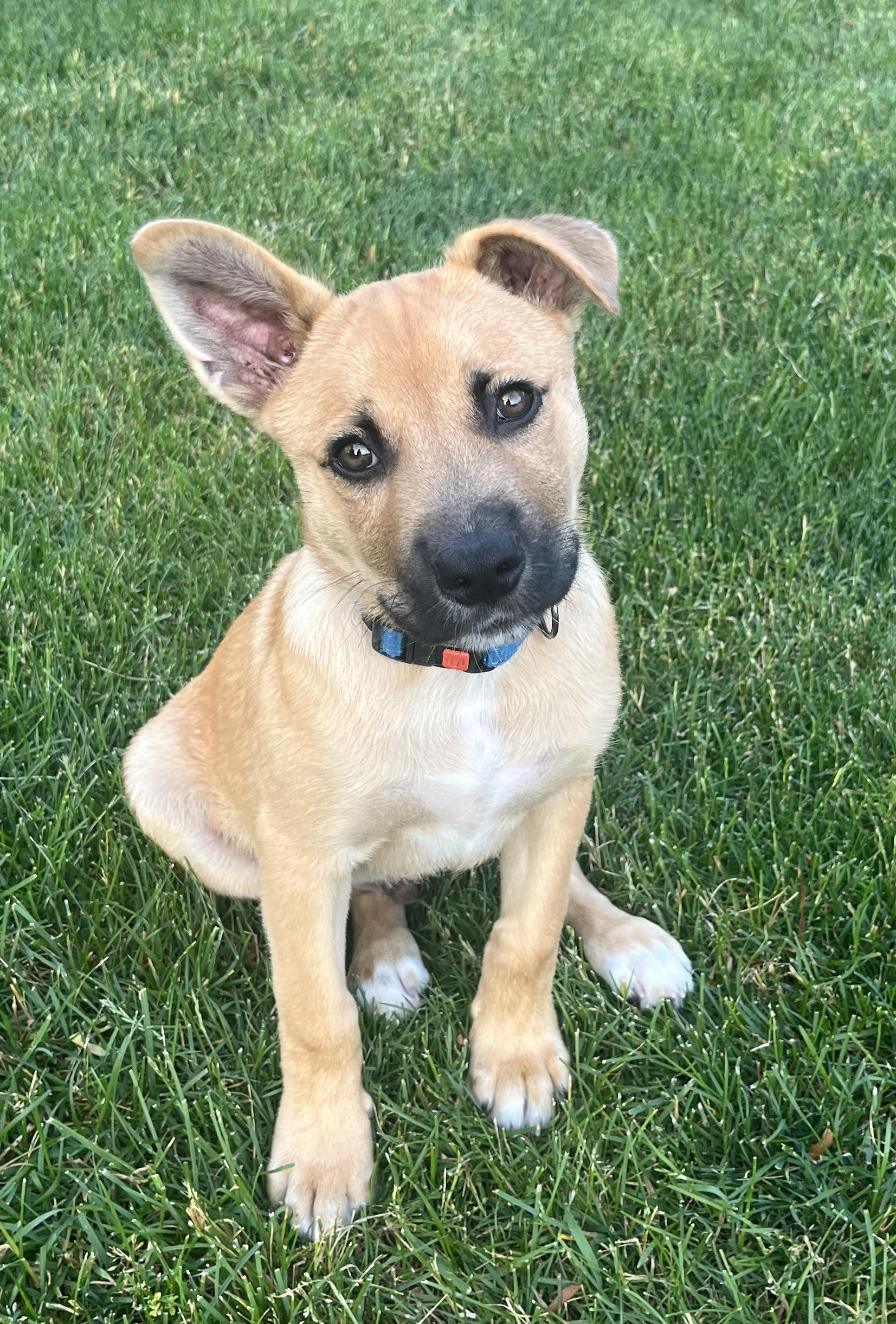 Blue, a Adoptable mixed breed in Vienna, ON image 3/6