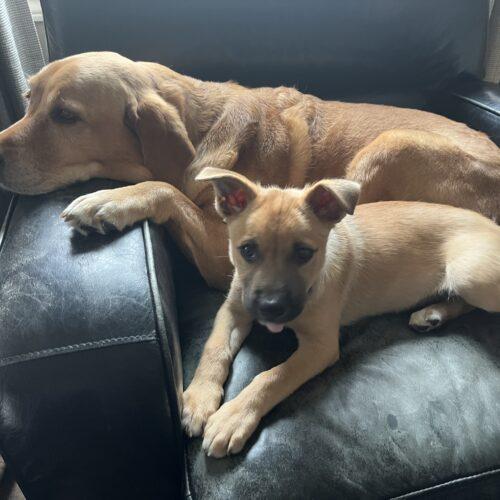 Blue, a Adoptable mixed breed in Vienna, ON image 4/6
