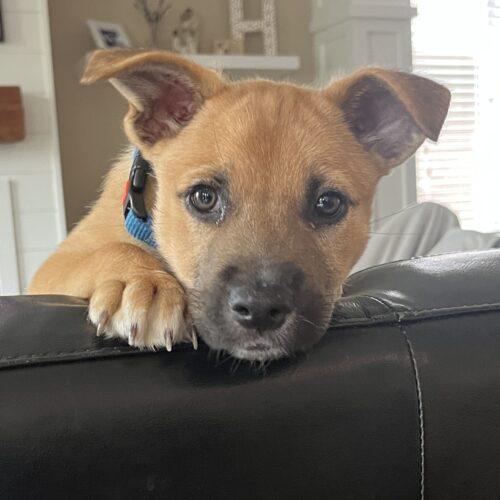 Blue, a Adoptable mixed breed in Vienna, ON image 5/6