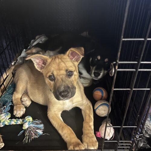 Blue, a Adoptable mixed breed in Vienna, ON image 6/6