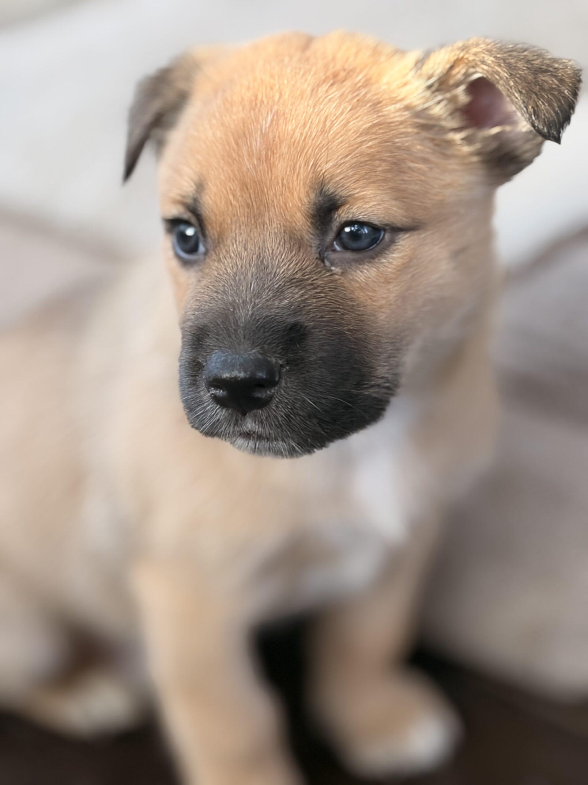 Enlarge Blue, a Adoptable mixed breed in Vienna, ON image 2/2