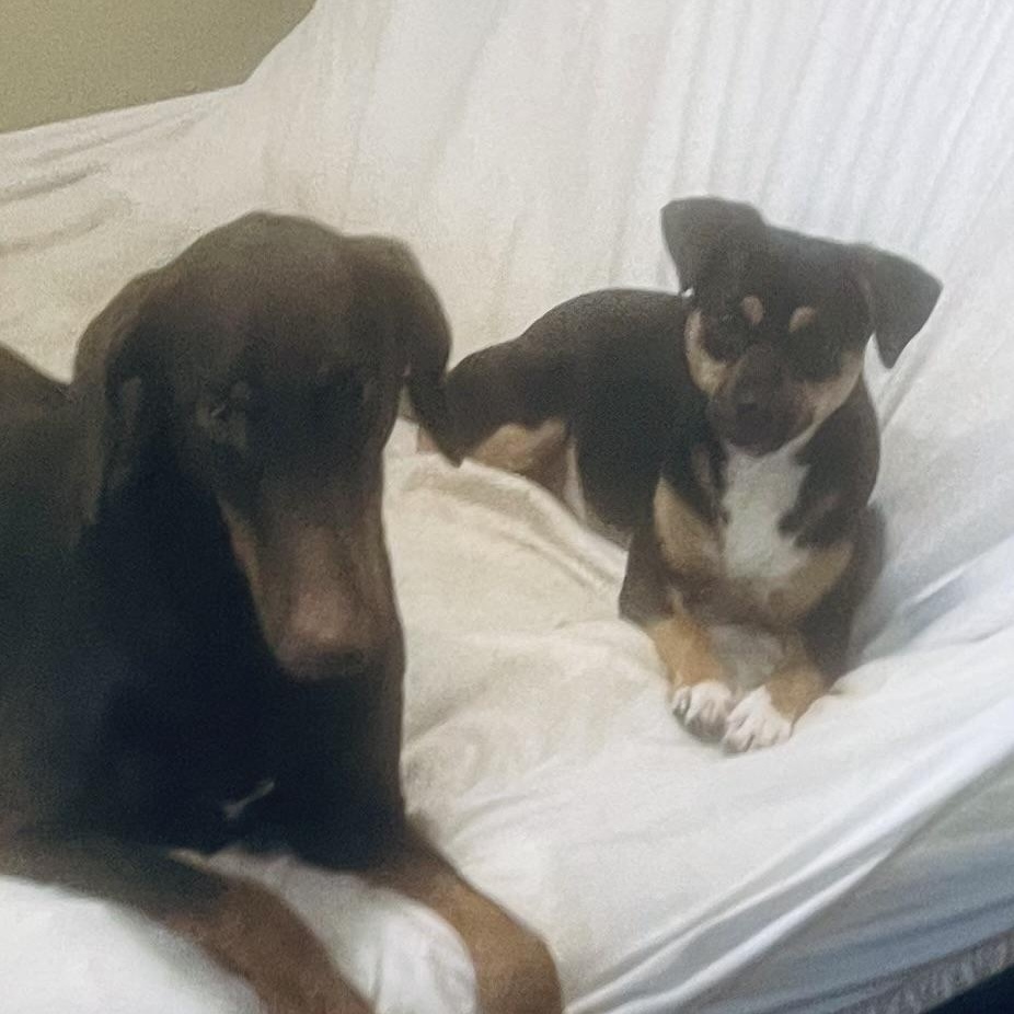 Enlarge Hazel! Gentle and docile!, a Adoptable Doberman Pinscher in Bellingham, MA image 3/6