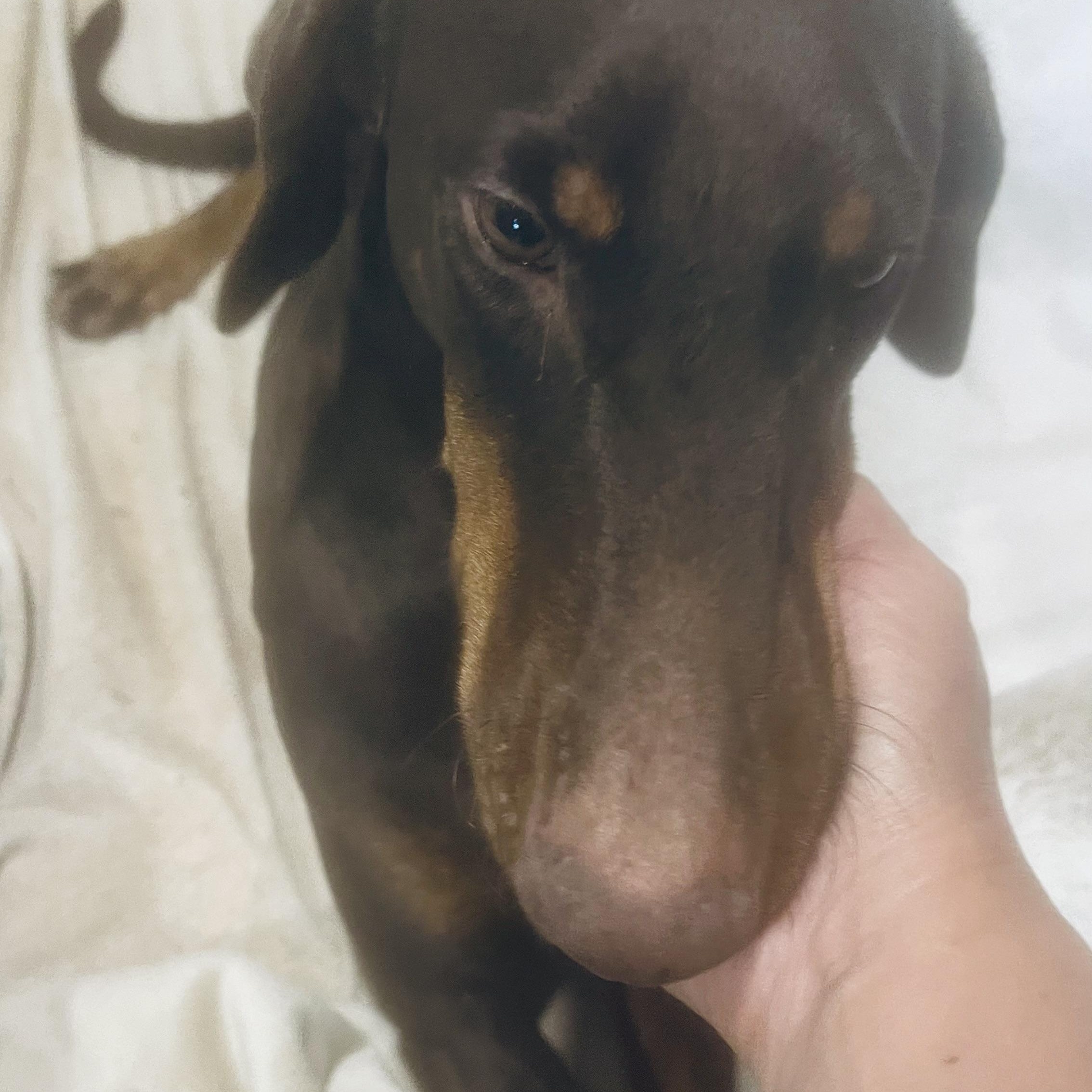 Hazel! Gentle and docile!, Adoptable, Young Female Doberman Pinscher.