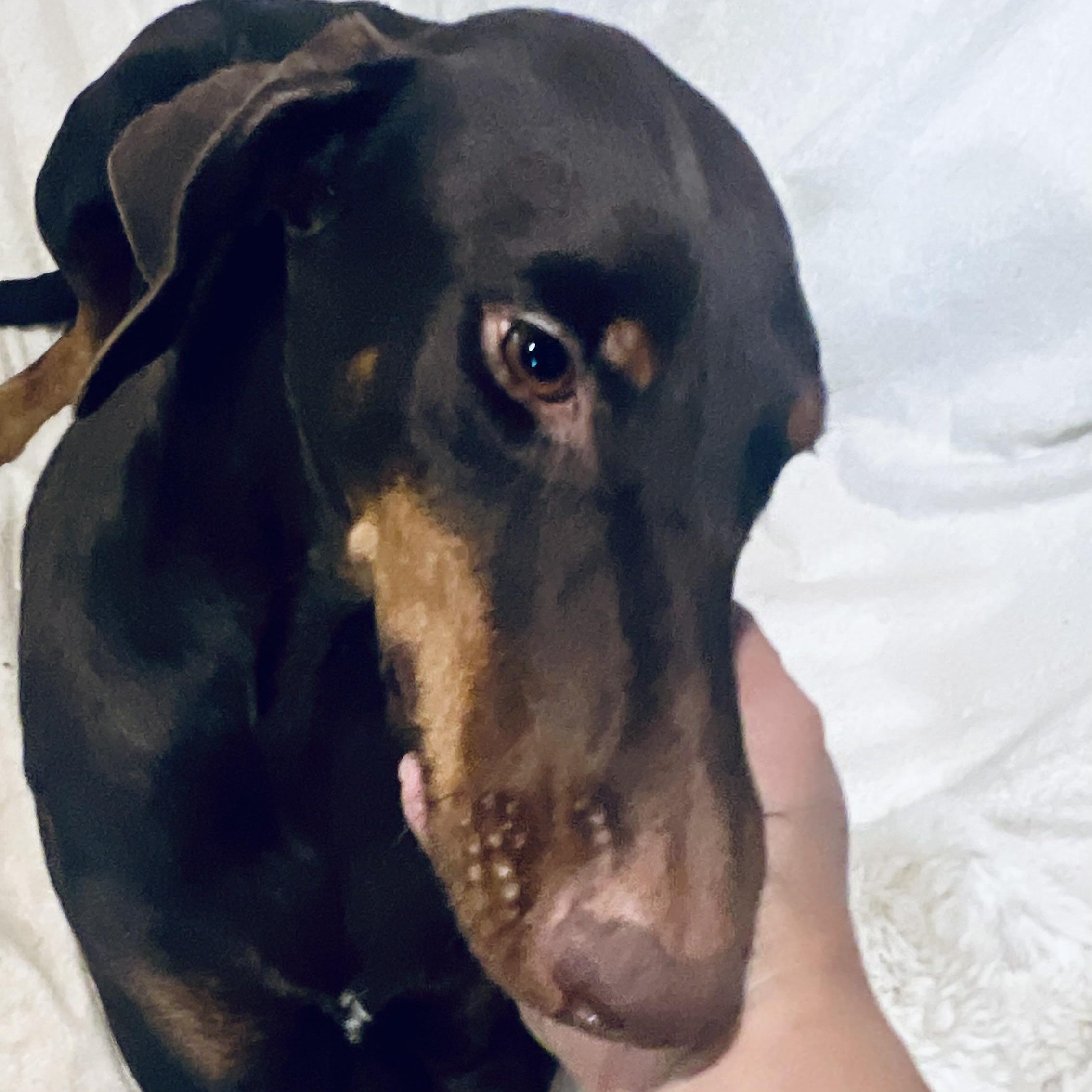 Enlarge Hazel! Gentle and docile!, a Adoptable Doberman Pinscher in Bellingham, MA image 5/6