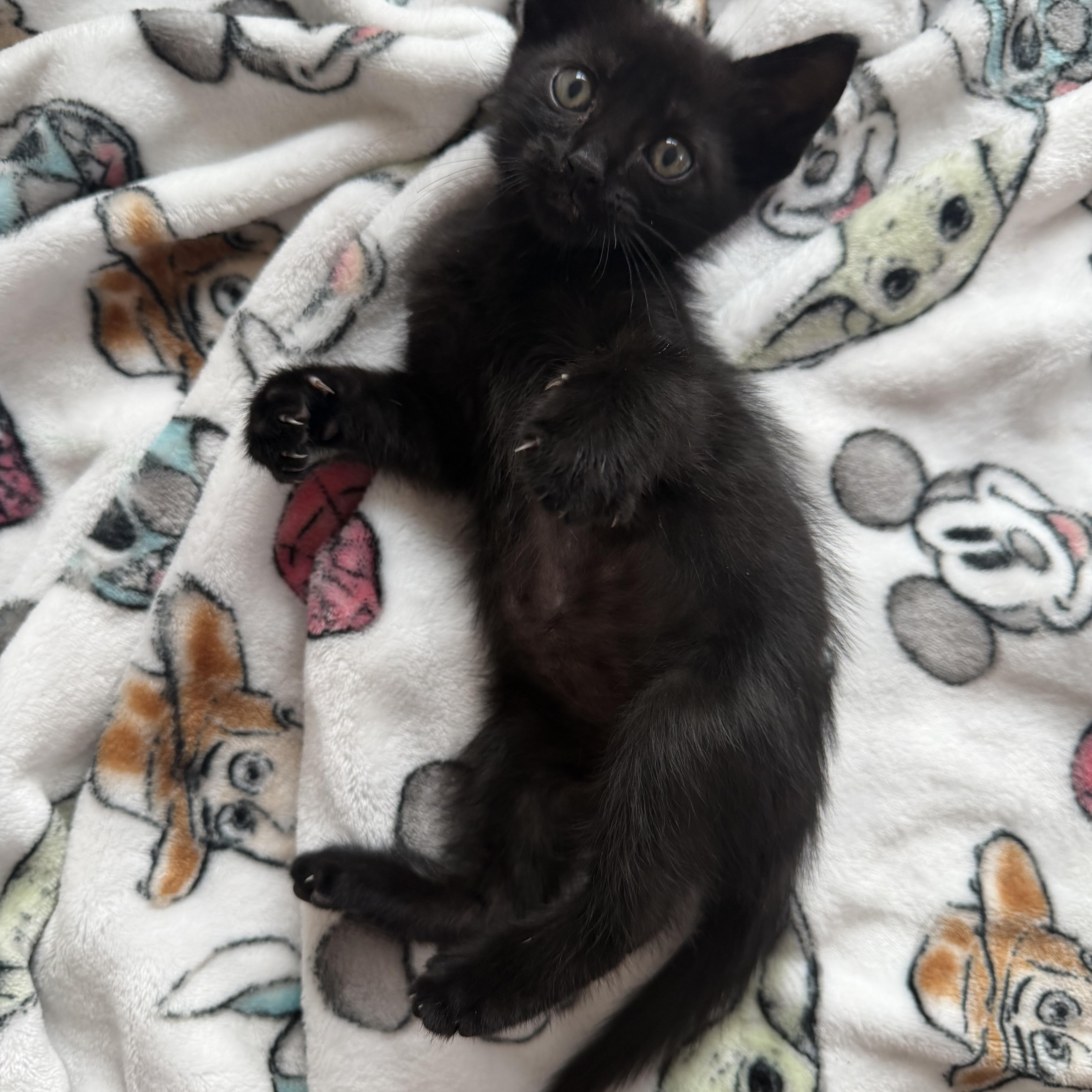 Demetrius, a Adoptable mixed breed in Moriches, NY image 2/3
