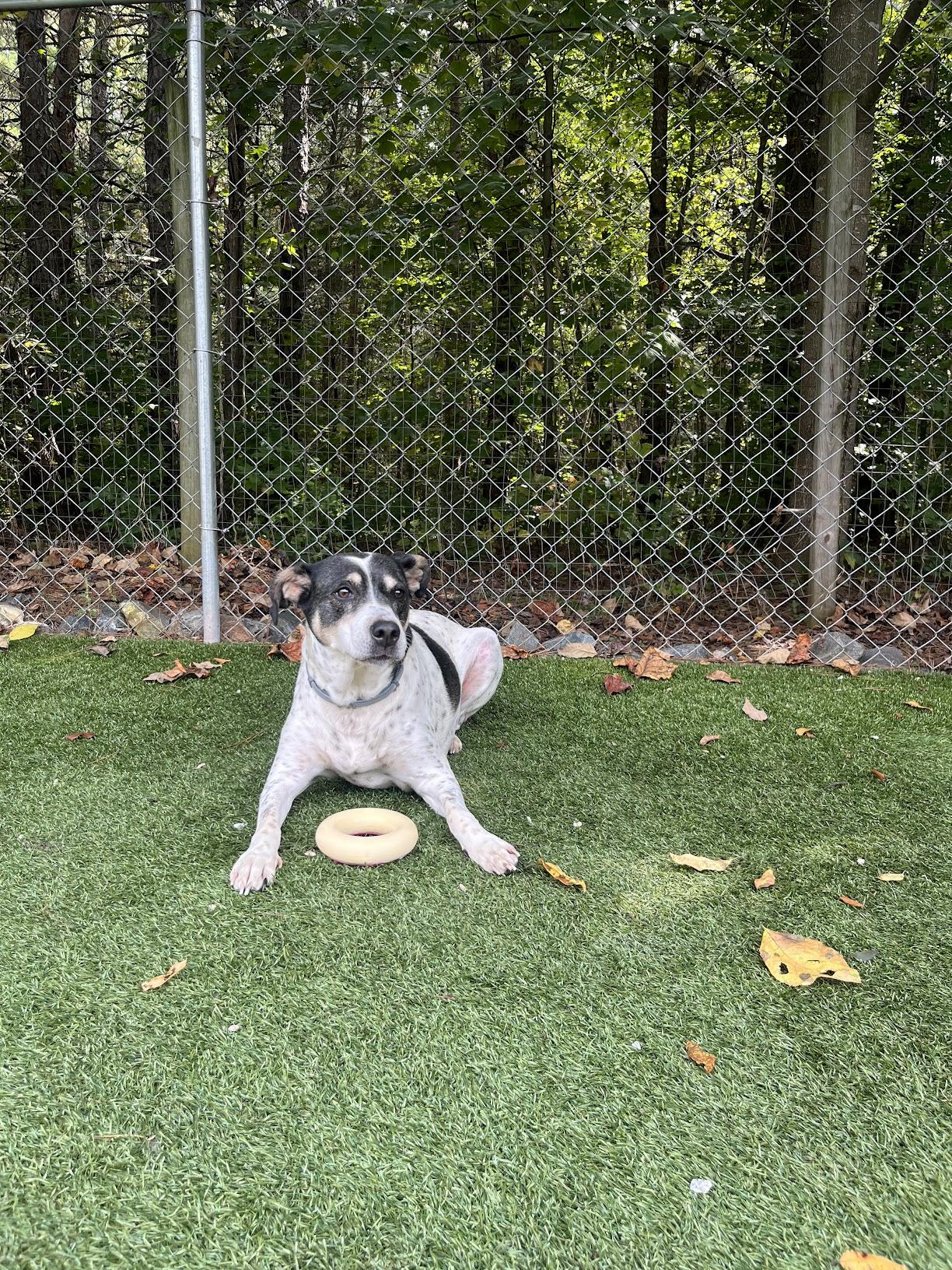 Sadie, a Adoptable mixed breed in Salisbury, NC image 2/4