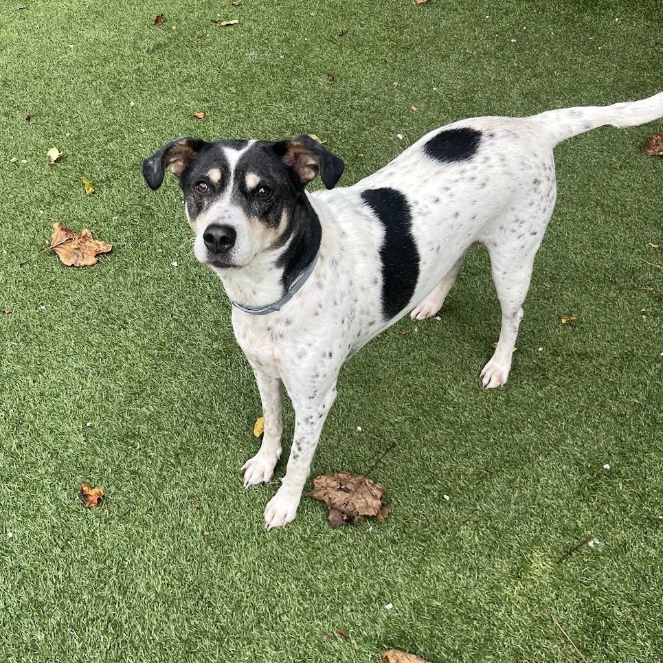Sadie, a Adoptable mixed breed in Salisbury, NC image 3/4