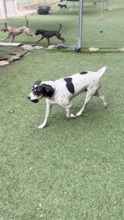 Enlarge Sadie, a Adoptable mixed breed in Salisbury, NC video 4/4