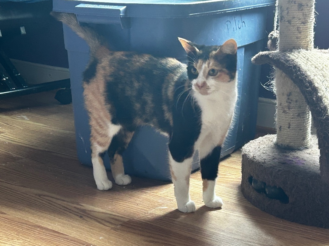 Meg