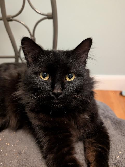 Spuds, Adoptable, Young Male Domestic Long Hair.