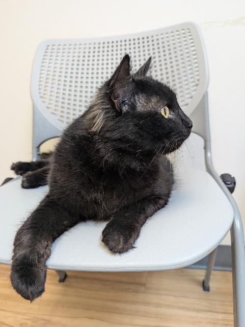 Enlarge Spuds, a Adoptable mixed breed in Pawtucket, RI image 2/4