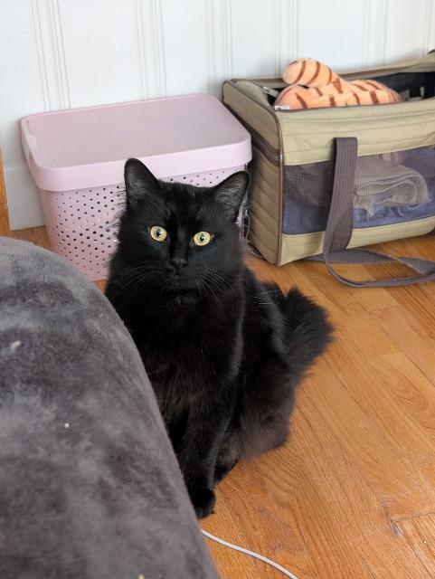 Enlarge Spuds, a Adoptable mixed breed in Pawtucket, RI image 3/4
