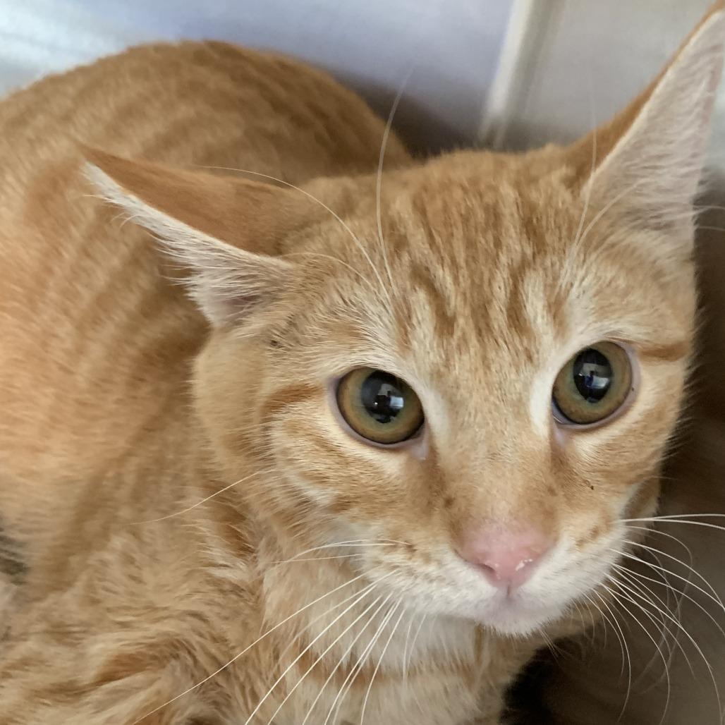 Clank, Adoptable, Young Male Domestic Short Hair.