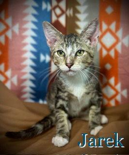 Jarek, Adoptable, Kitten Female Domestic Short Hair & Tabby.