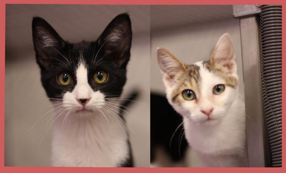 Enlarge Kitt and Nooney (dogFriendly), a Adopted mixed breed in Rockford, IL image 2/4