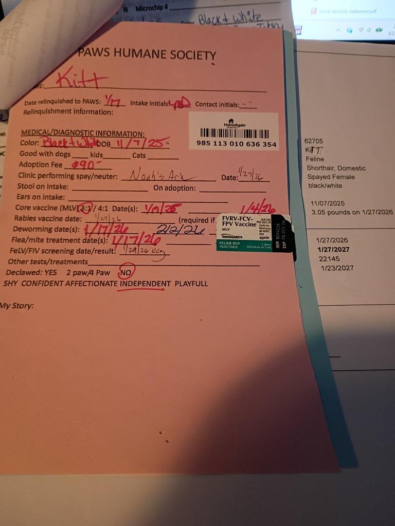 Enlarge Kitt and Nooney (dogFriendly), a Adopted mixed breed in Rockford, IL image 3/4