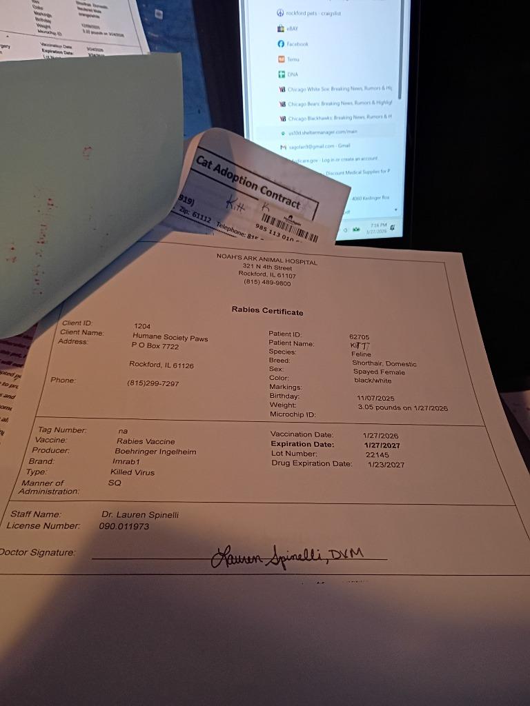 Enlarge Kitt and Nooney (dogFriendly), a Adopted mixed breed in Rockford, IL image 4/4