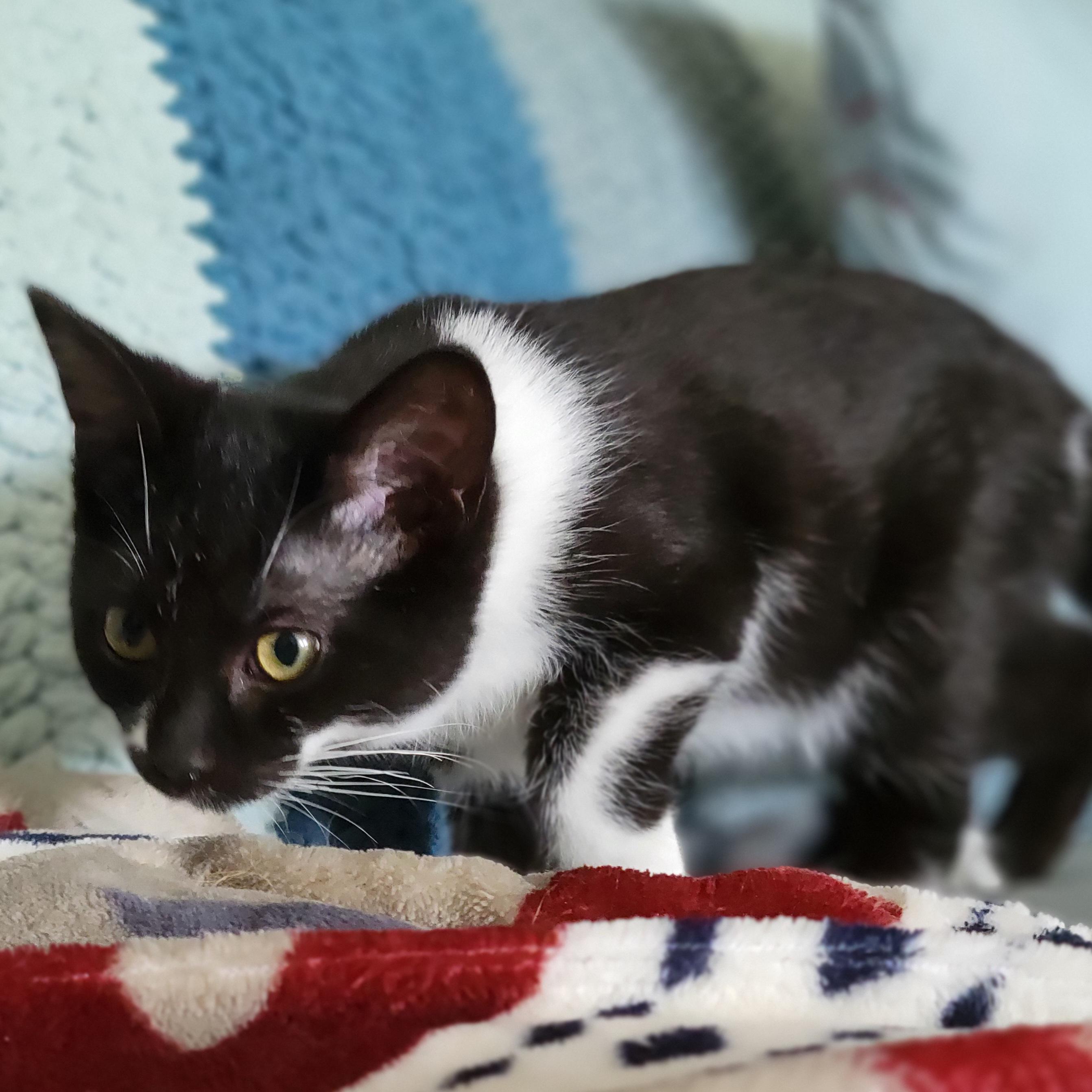 Fruity Cheerio, a Adoptable Domestic Short Hair in Swartz Creek, MI image 4/5
