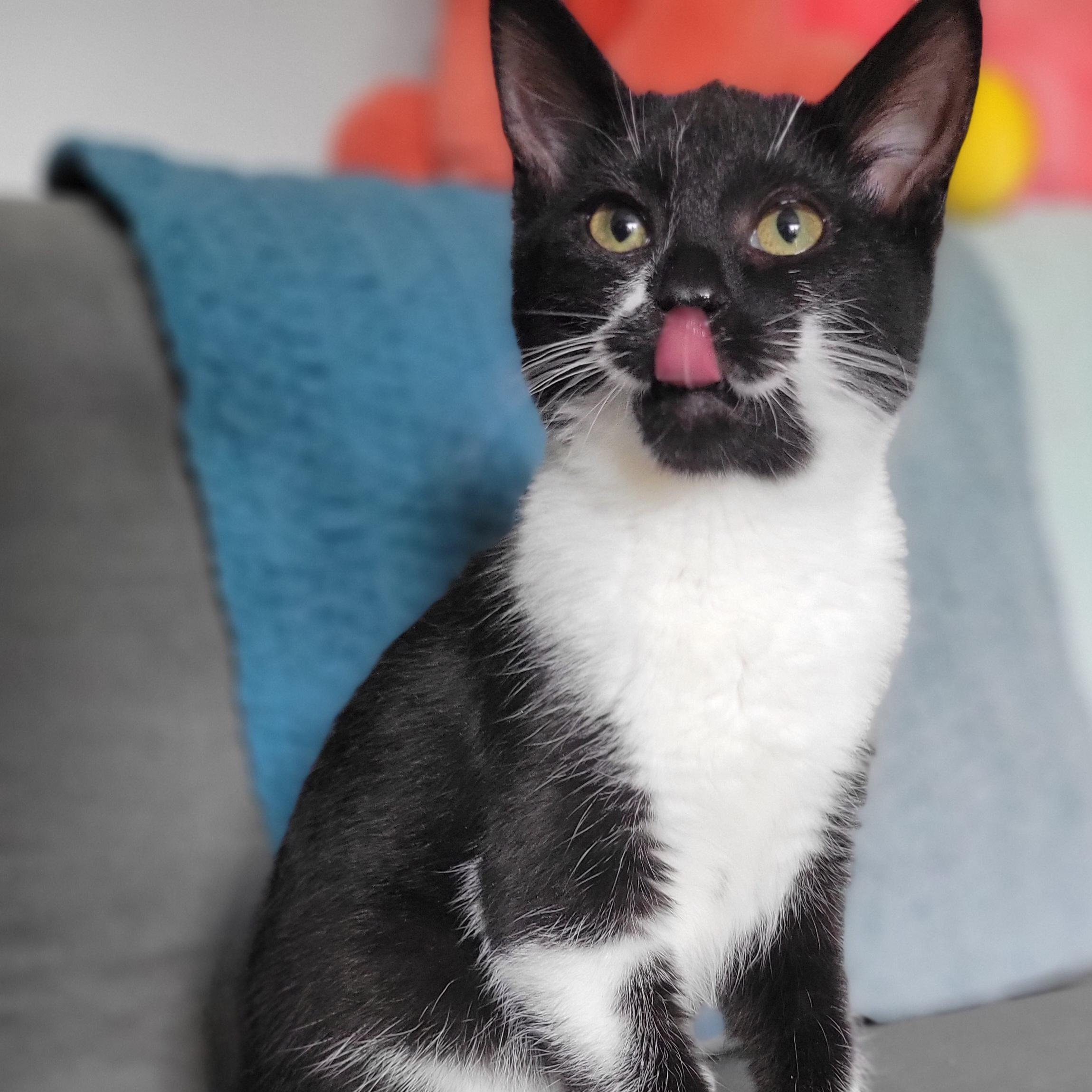 Fruity Cheerio, a Adoptable Domestic Short Hair in Swartz Creek, MI image 2/5