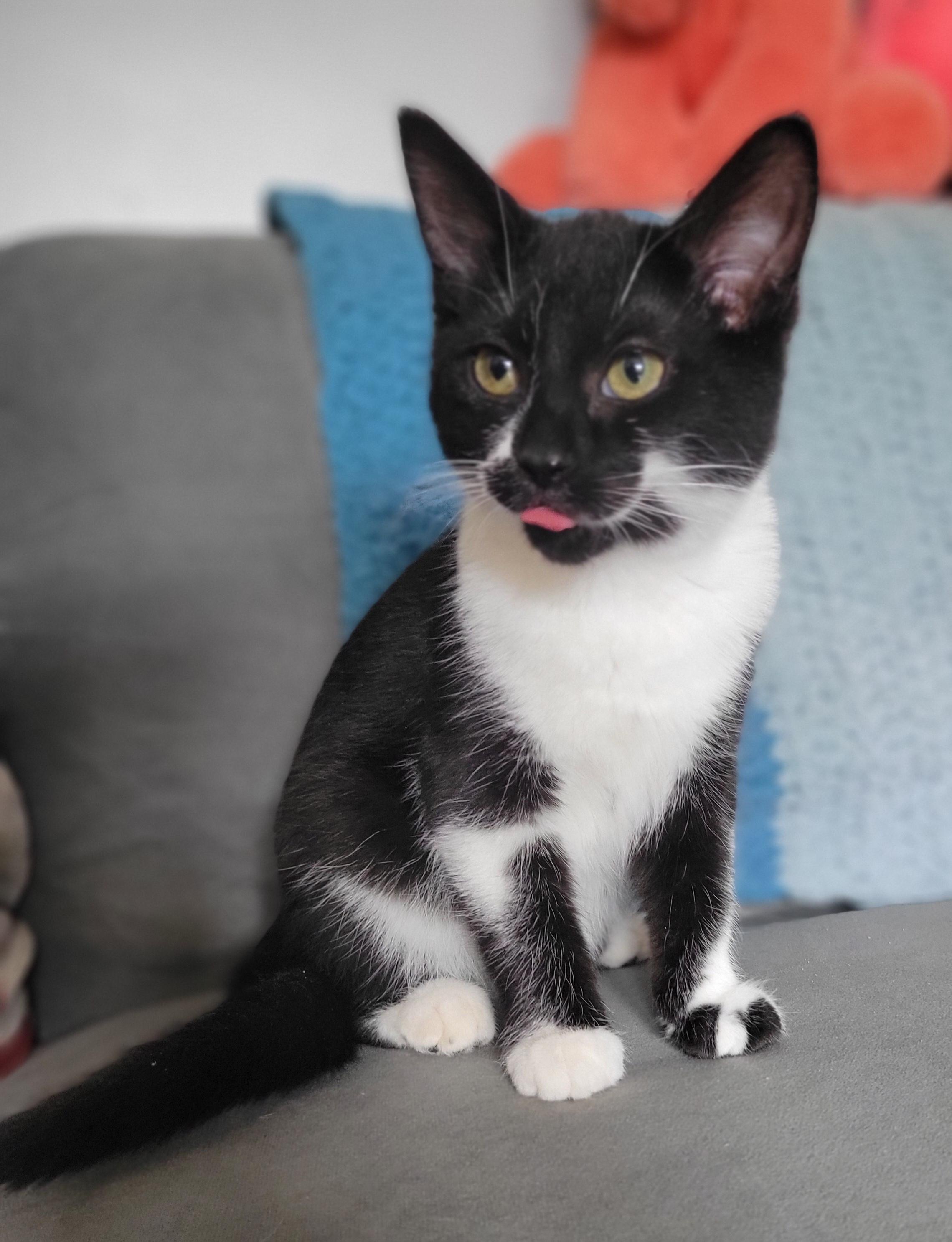 Fruity Cheerio, a Adoptable Domestic Short Hair in Swartz Creek, MI image 3/5