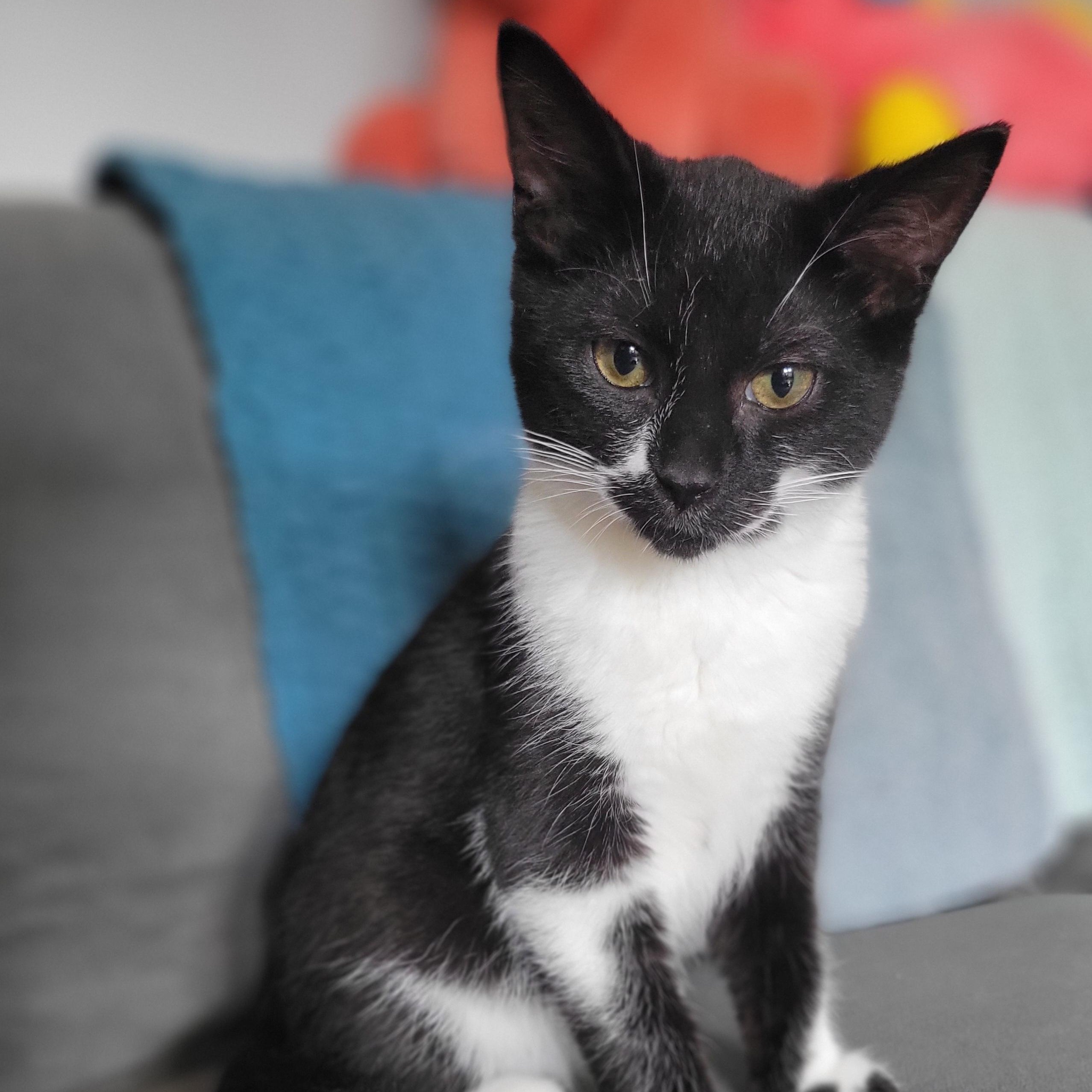 Fruity Cheerio, a Adoptable Domestic Short Hair in Swartz Creek, MI image 1/5