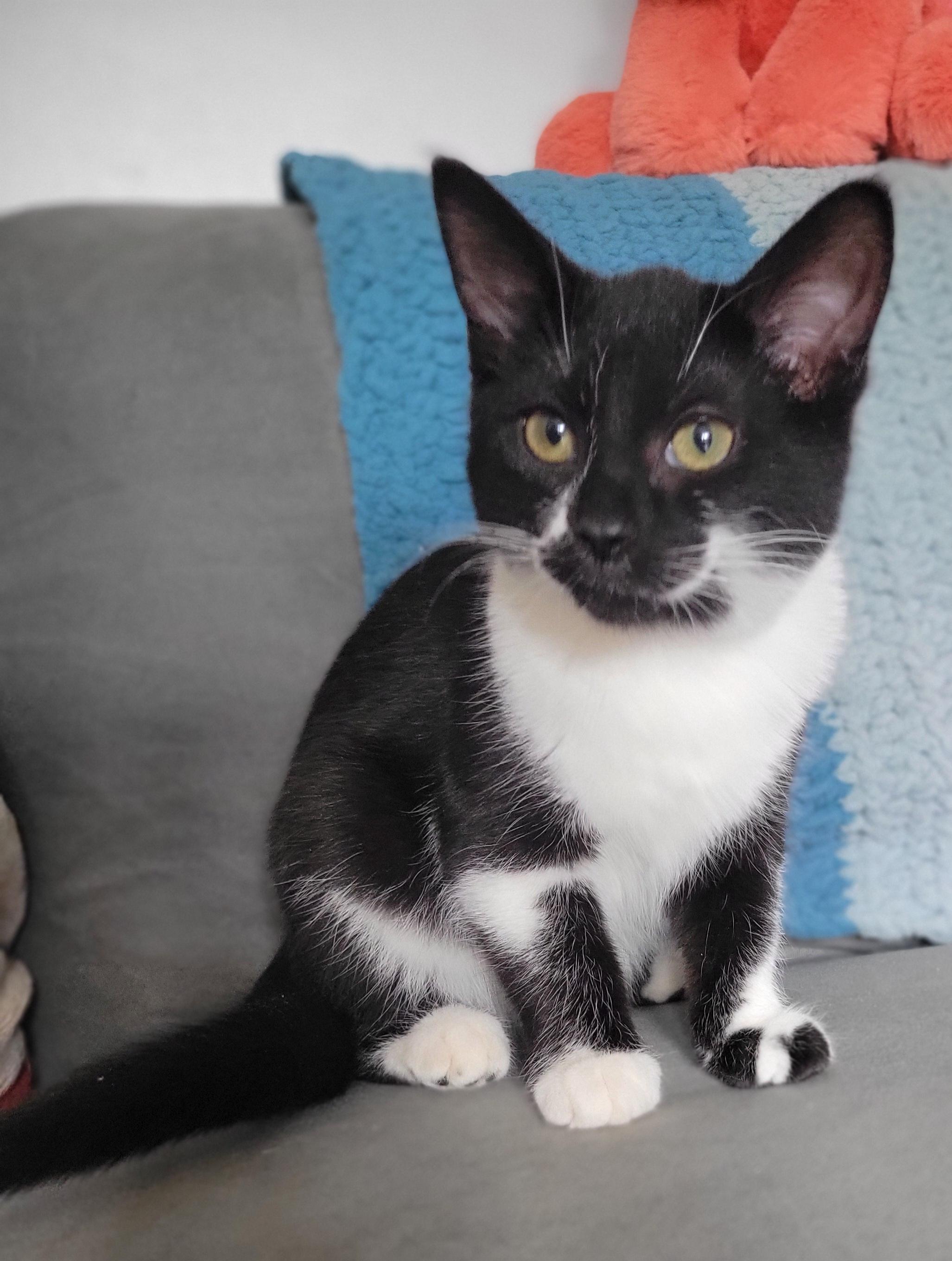 Fruity Cheerio, a Adoptable Domestic Short Hair in Swartz Creek, MI image 5/5