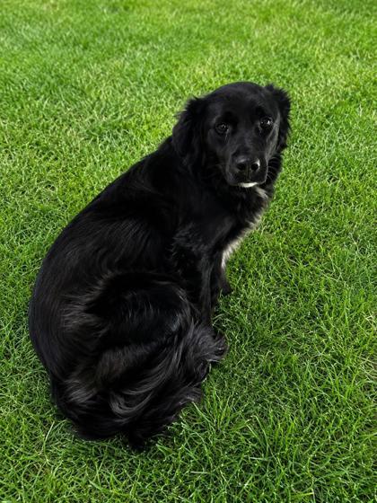 Bodie, Adoptable, Adult Male Mixed Breed & Mixed Breed.