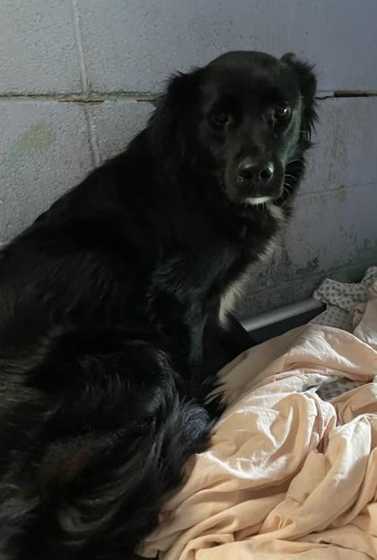 Enlarge Bodie, a Adoptable Mixed Breed in Covington, LA image 2/2