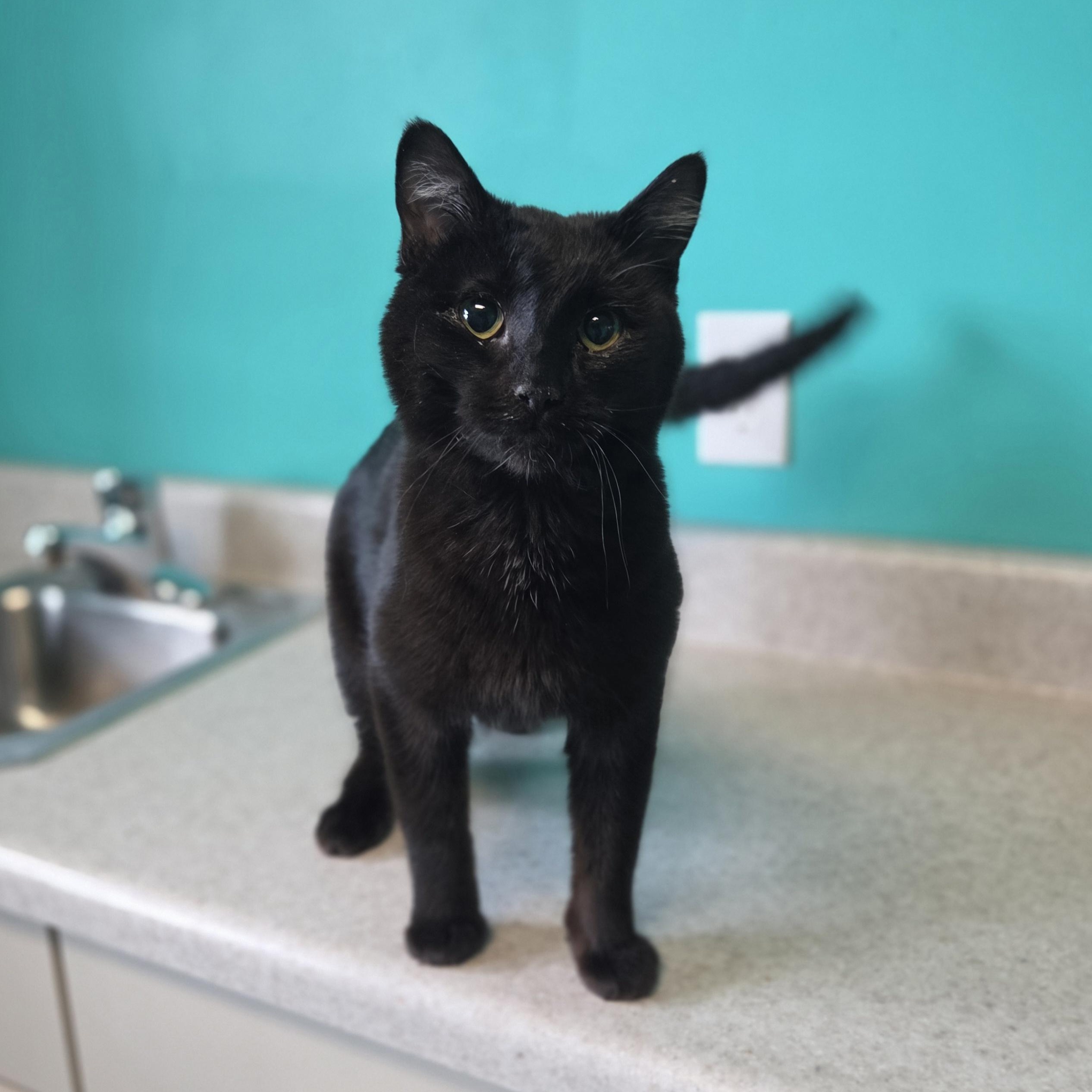Foxy, adopted, Young Female Domestic Short Hair.