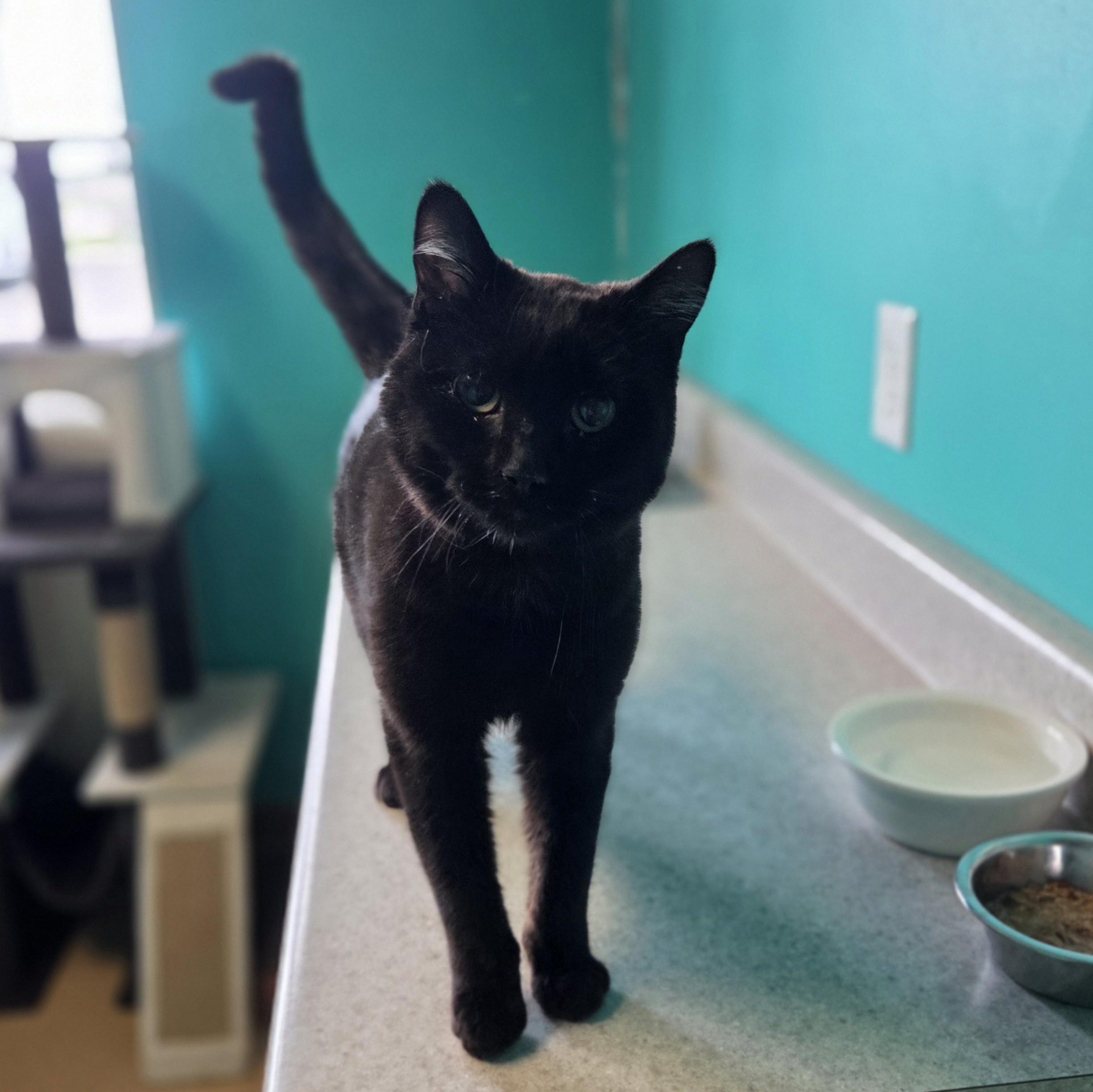 Enlarge Foxy, an adopted Domestic Short Hair in Brookings, SD image 2/2