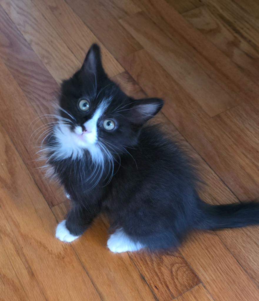 10/16/25 - Roscoe, Adopted, Kitten Male Domestic Medium Hair.