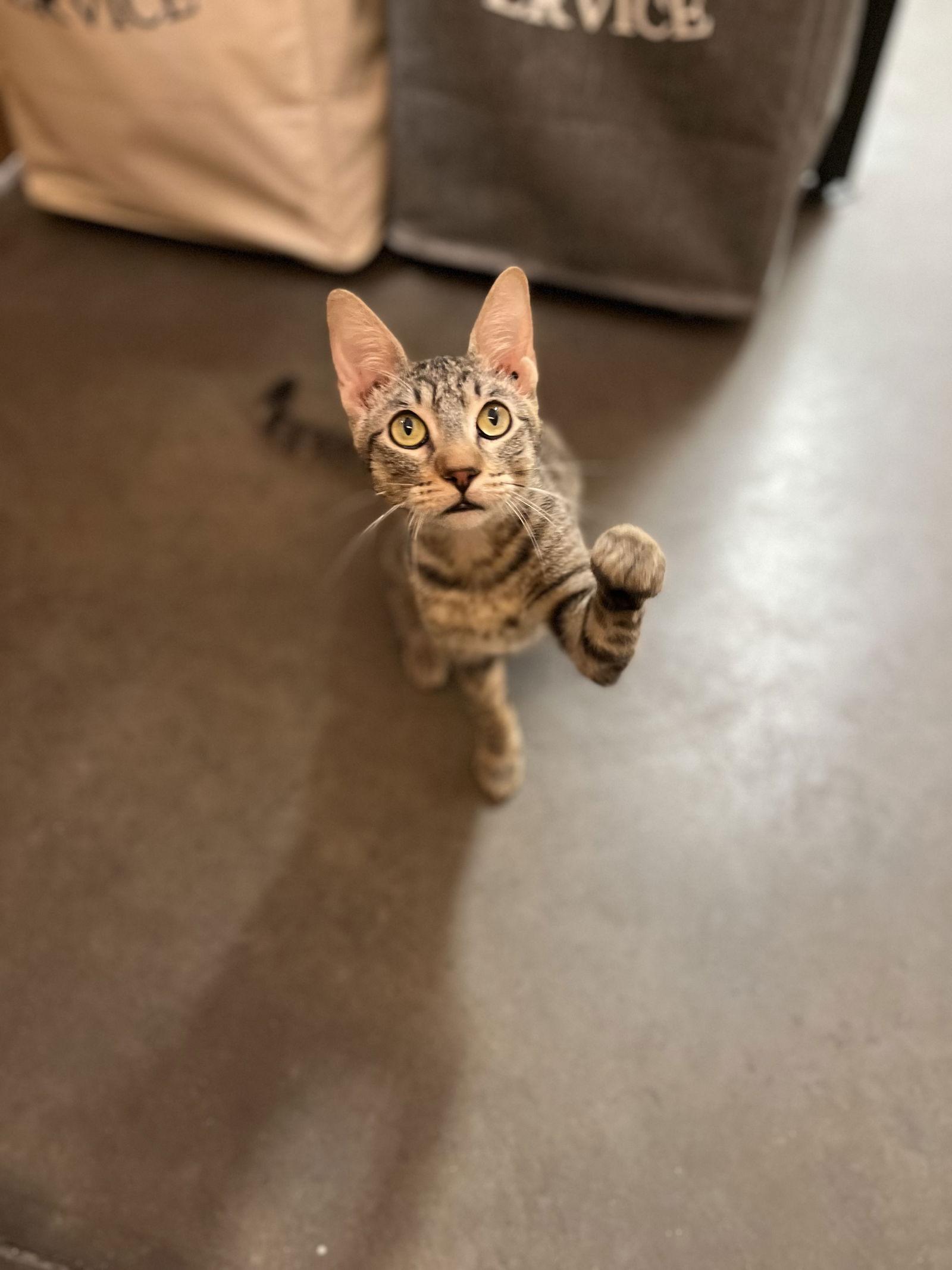 Enlarge Squeak, a Adoptable Domestic Short Hair in Scottsdale, AZ image 1/3