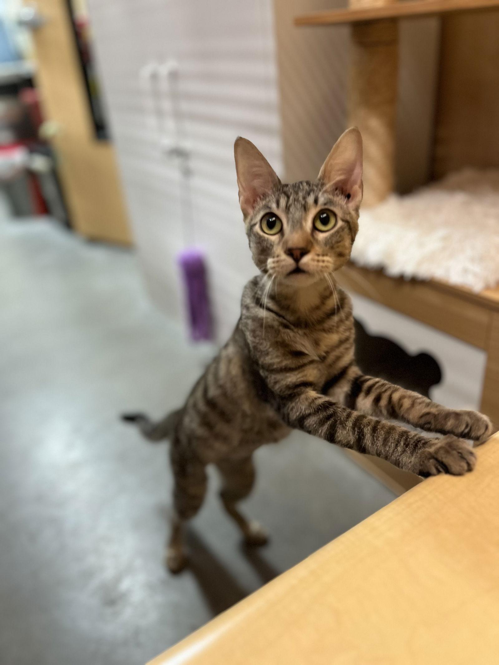 Enlarge Squeak, a Adoptable Domestic Short Hair in Scottsdale, AZ image 3/3